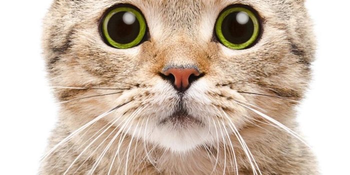 1011x1256 Cute Cat Wallpapers HD for Android - APK Download