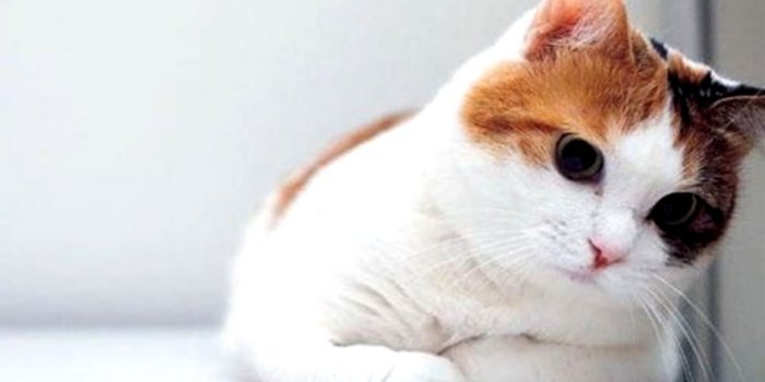 1297x721 Desktop Wallpaper Cute Cat | Wallpapers Ultra