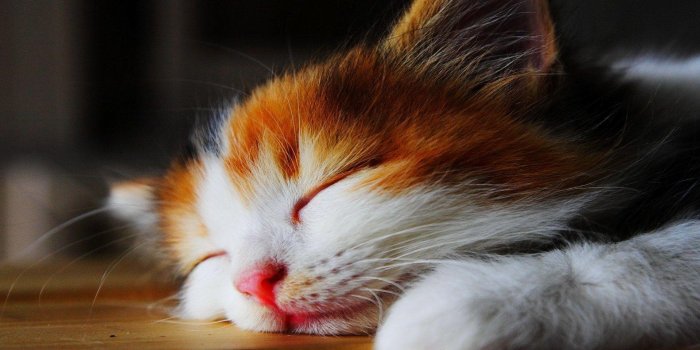 1920x1200 Cute Cat Backgrounds
