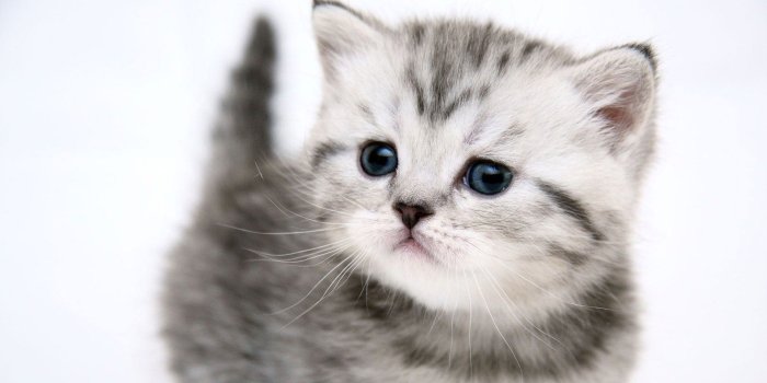 1920x1080 50 Free HD Cat Wallpapers