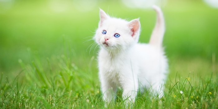 2560x1600 Related image | mm | Cute cat wallpaper, Cat wallpaper, Cats