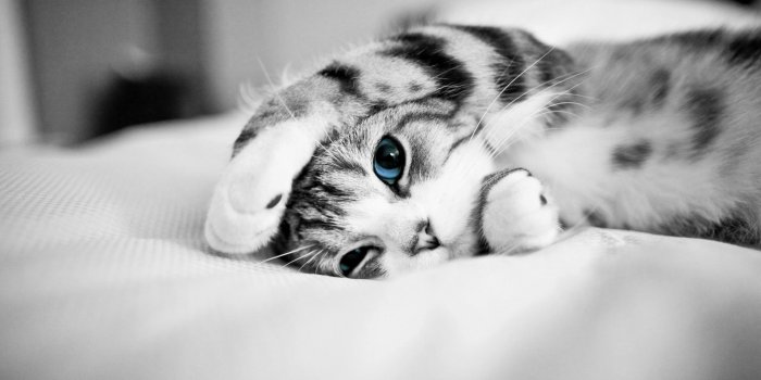 2560x1600 7690 Cat HD Wallpapers | Background Images