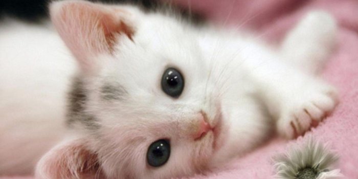 1280x800 Cute Cats live Wallpapers