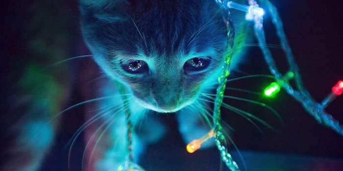1920x1200 Cat In The Christmas Tree - Cats Wallpaper (41243077) - Fanpop