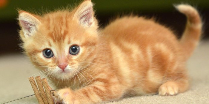 1810x1081 HD Cat Wallpapers, Kitten Images, Cute Cat Photos, Claw, Hairy