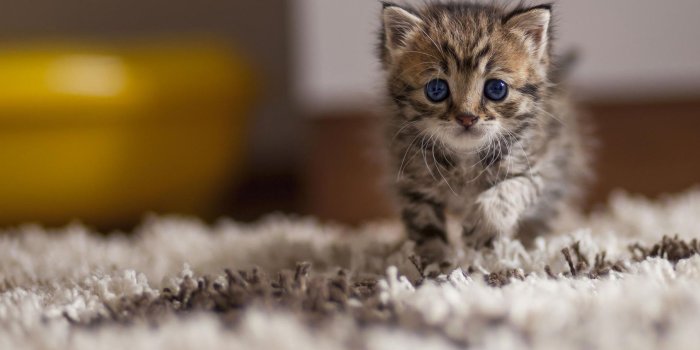 1810x1280 New Cats Wallpapers Download 79 Cute Cat Pics & HD Images Free