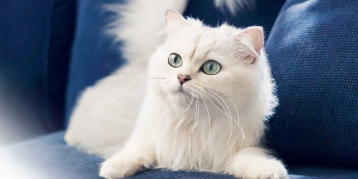 1024x768 50 HD Cute Cat Wallpapers for Your Desktop
