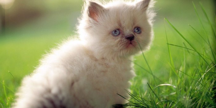 1920x1080 Cat Wallpaper 35 - I Love Cats! Cute Cat & Kitten Pictures