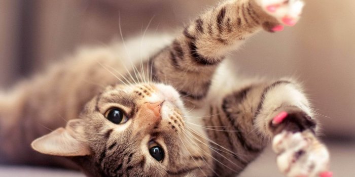 1920x1200 hd-cute-cat-wallpaper - Baldivis Vet Hospital