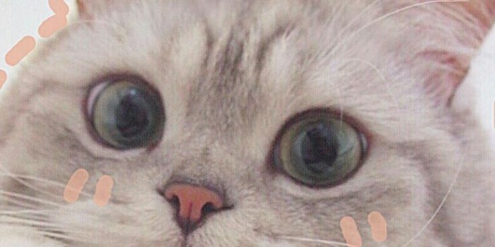 736x1308 Cute Cat Wallpaper, Wallpaper Gatos, Animals And Pets, - Cute Cat