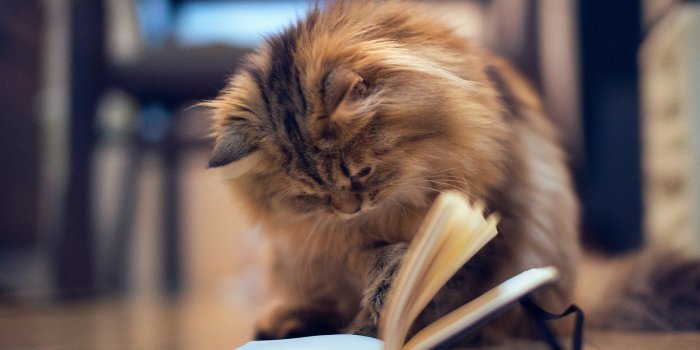 1920x1200 Cute Cat Pics Hd Free Wallpaper & Backgrounds - Larutadelsorigens