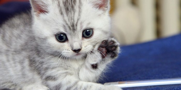1273x846 Cute Cat Wallpaper Desktop > Minionswallpaper, Cats Computer Desktop