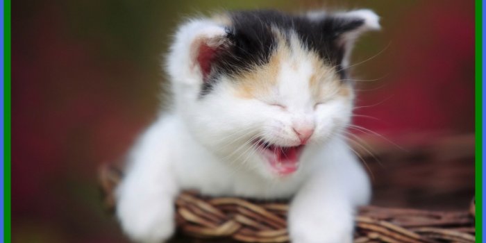 2008x1168 72+ Baby Cat Wallpapers on WallpaperPlay