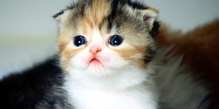1024x768 Cute Baby Cat Wallpapers And Cute Baby Cat Pics And Cat Images