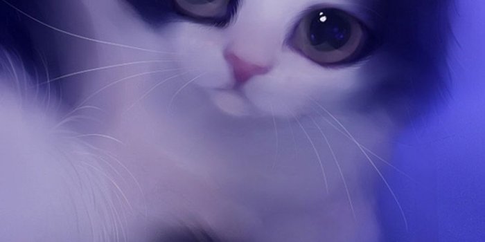 750x1334 Cute Cat Wallpaper For Android | 2019 Cute Wallpapers