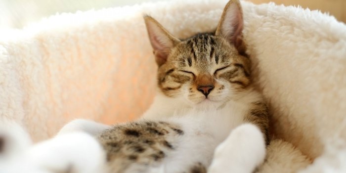 1920x1080 Cute Cat Wallpaper Desktop #h782430 | Animals HD Wallpaper