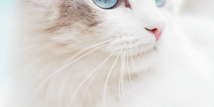 1080x1920 cat #wallpaper #AWBHD | HD Wallpaper & Lockscreen & Homescreen