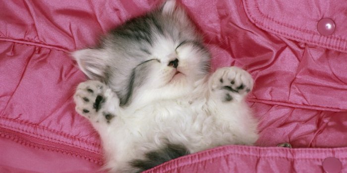 2000x1333 Sleeping Cute Cat Wallpaper Sleeping Cute Cat Wallpaper | ImgStocks.com