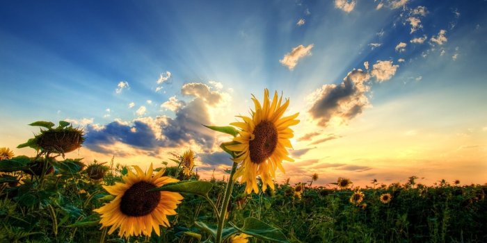 1920x1080 Nature Wallpaper HD Desktop