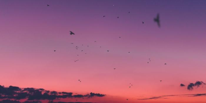 1366x768 Download wallpaper 1366x768 sky, sunset, birds tablet, laptop hd