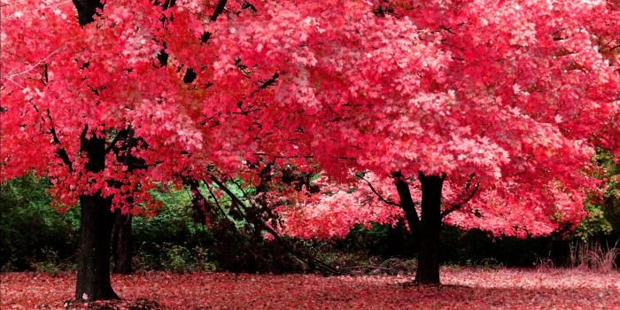 1920x1200 Pretty nature wallpaper - SF Wallpaper