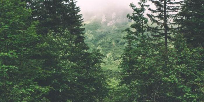 736x1308 Nature Wallpaper: 23 Pretty iPhone Xs Max Wallpapers by