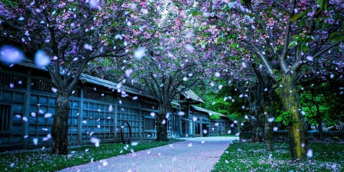 1920x1080 Pretty Nature Wallpapers Group (62+), Download for free