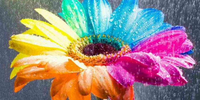 1920x1200 Flowers: Color Flower Colored Flowers Sun Pretty Nature Wallpaper