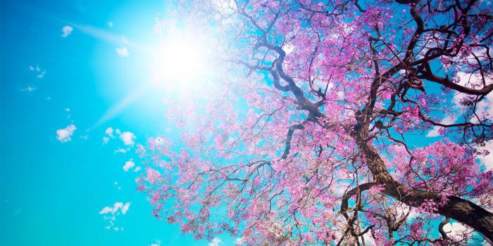 1680x1050 Download Download Beautiful Spring Nature Wallpaper Full HD