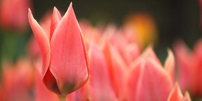 2560x1600 HQ 2560x1600 Resolution Pretty Nature Macro #873795 - FeelGrafix