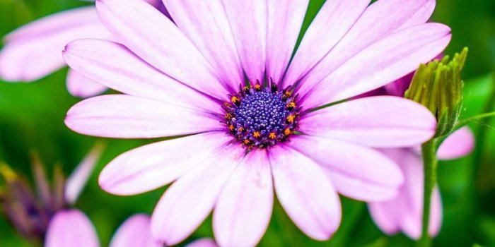 840x1160 Download 840x1160 wallpaper violet flowers, daisy, iphone 4, iphone