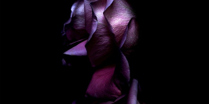 3208x3208 640x1136 Ios11 Purple Rose 4k iPhone 5,5c,5S,SE ,Ipod Touch HD 4k