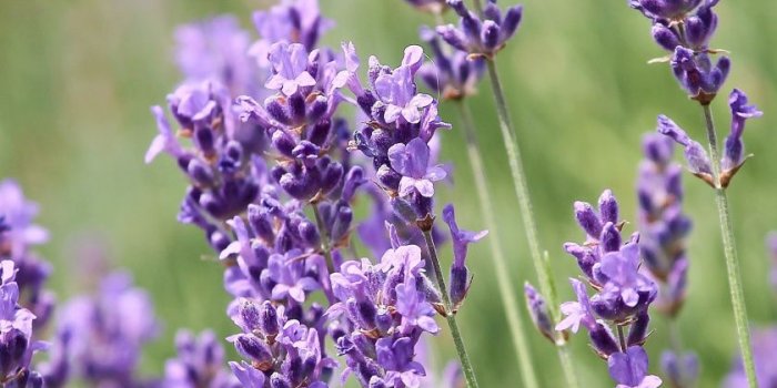 840x1160 Download 840x1160 wallpaper lavender, plants, violet flowers, iphone