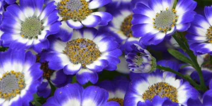 840x1160 Flower Wallpaper Ipod Touch - Flowers Healthy