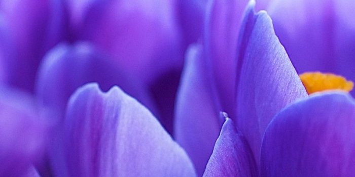 800x1280 800x1280 Violet Flowers Close-up Nexus 7 wallpaper