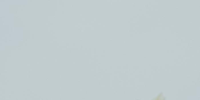 1125x2436 Pale lemon flowers with blank space iPhone X Wallpapers Free Download