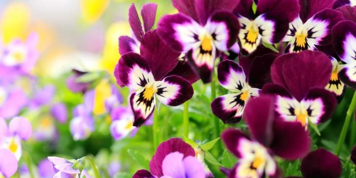 1024x768 Flora, 1080x1080 : pixels, aljanh.net wallpaper