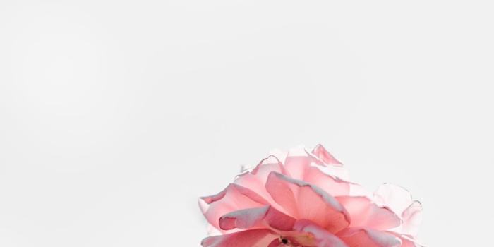 1125x2436 Pink Roses With Blank Space Light Iphone 8 Wallpaper - Light Pink