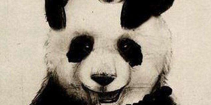 1080x1920 84+ Panda Iphone Wallpapers on WallpaperPlay