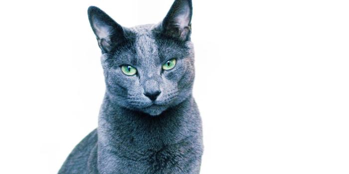 1920x1080 Russian Blue Desktop Wallpaper