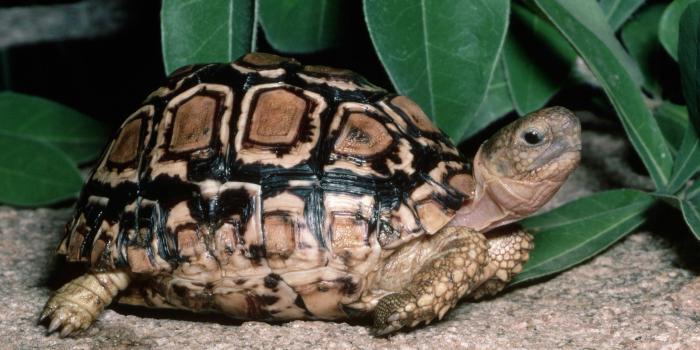 2560x1600 Russian Tortoise Desktop Wallpaper