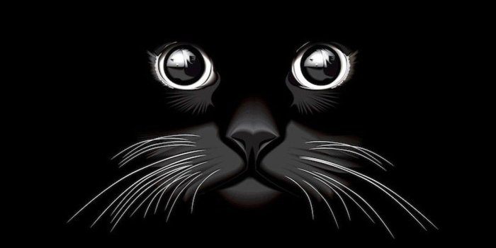 1080x1920 Black Cat Wallpapers (71+ images)