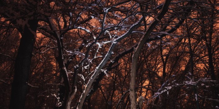 5120x3173 HD wallpaper: Armenia, Yerevan, Botanical Garden, leafless tree