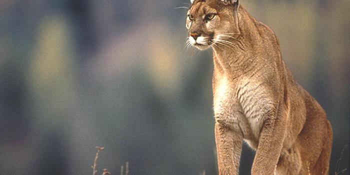 1024x768 The 10 Best Wallpapers of All Time | HardWi®ed: [Refresh]