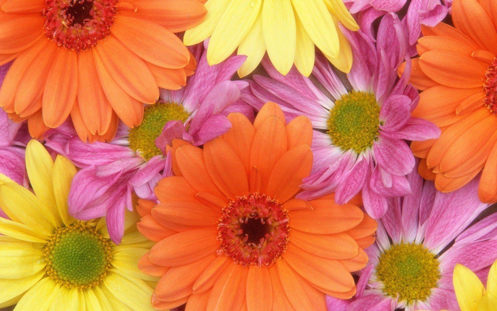 1920x1200 55+ Bright Daisy Wallpapers - Download at WallpaperBro