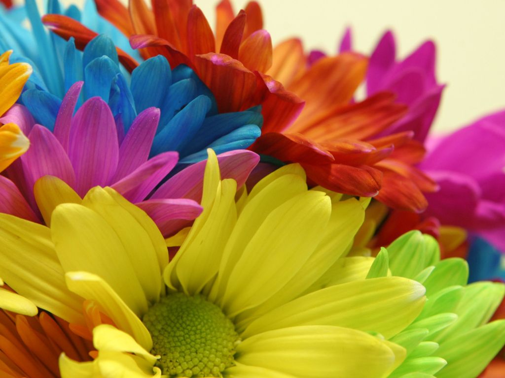1024x768 Bright Colored Flowers wallpaper | 1024x768 | #66300