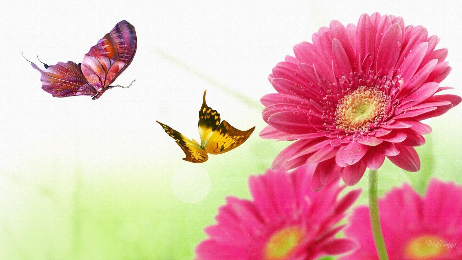 1920x1080 45+ Pink Butterflies Daisy Wallpapers - Download at WallpaperBro