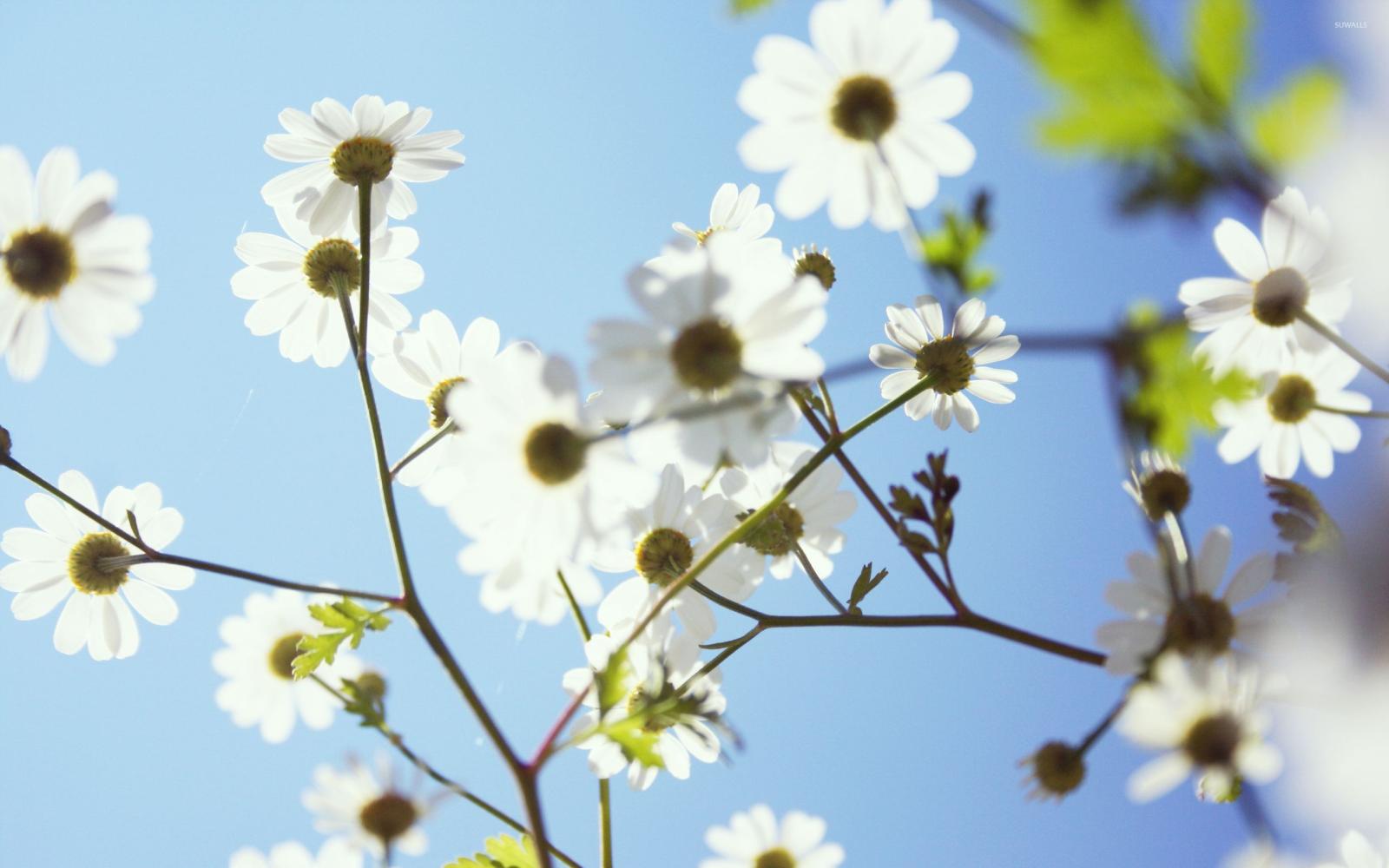 2560x1600 Daisies rising towards the bright sun wallpaper - Flower wallpapers