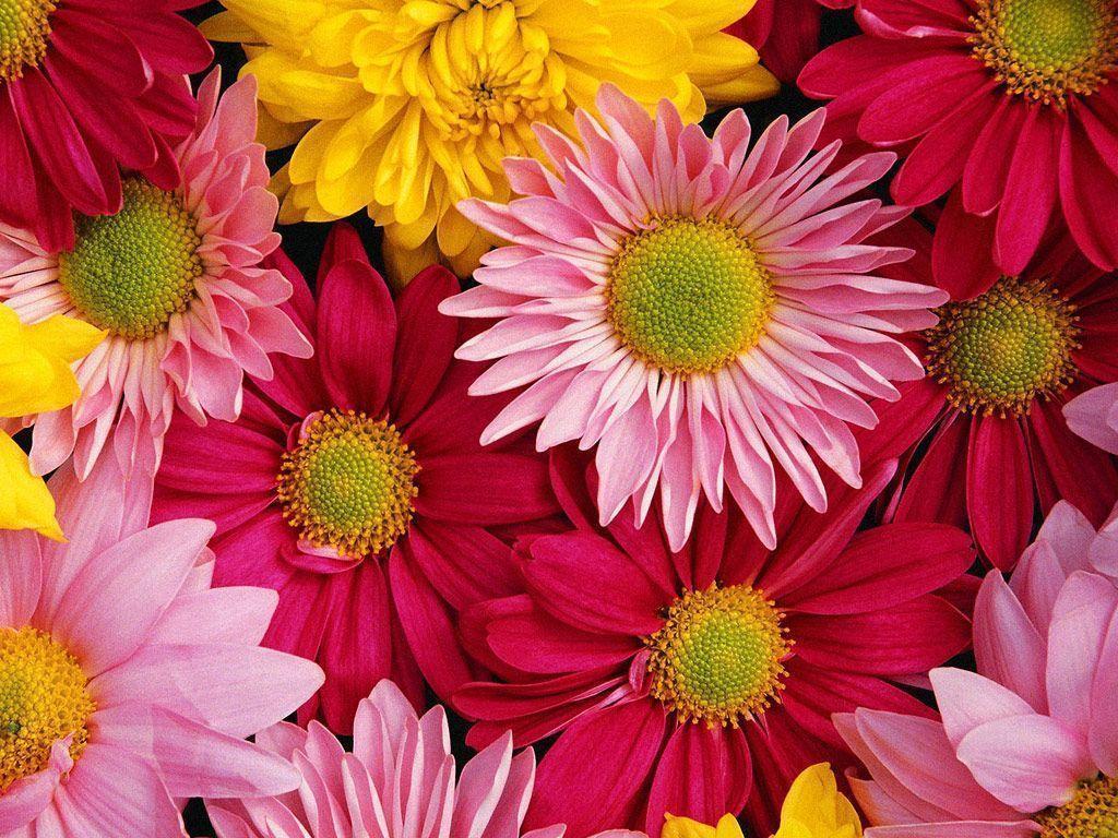 1024x768 Pink Daisy Wallpapers