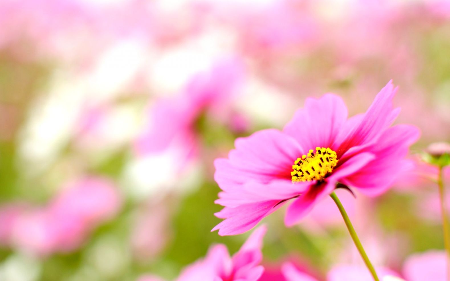 1579x987 Flower Daisy Close Up Hd Wallpaper | Densus Wallpapers
